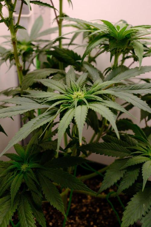 Golosa - Contest Grow - Delicious Seeds. Week 5