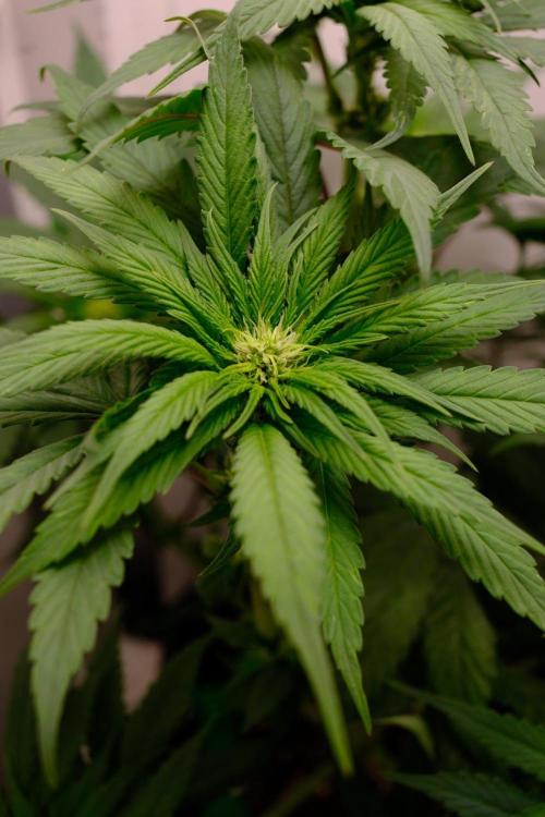 Golosa - Contest Grow - Delicious Seeds. Week 5