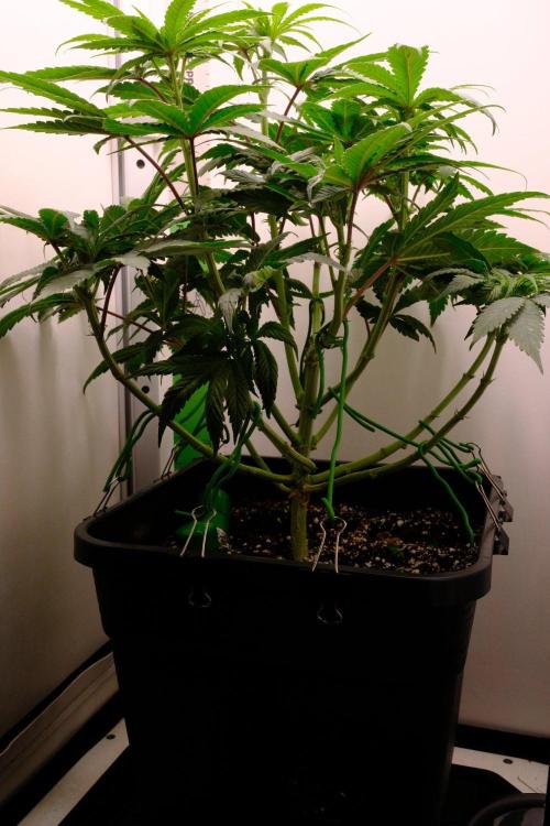 Golosa - Contest Grow - Delicious Seeds. Week 5