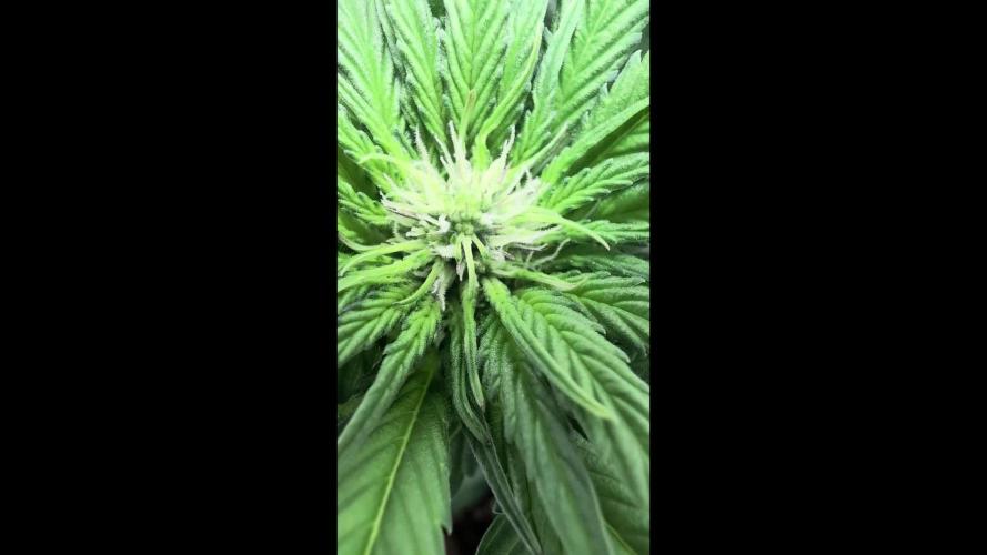 Golosa - Contest Grow - Delicious Seeds
