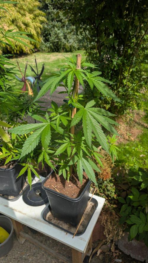 Sunset Sherbet - Outdoor. Week 4