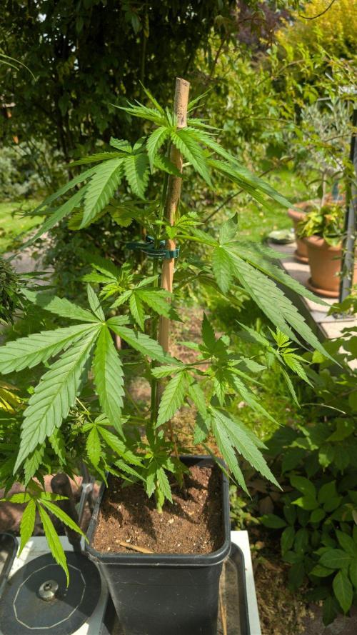 Sunset Sherbet - Outdoor. Week 4