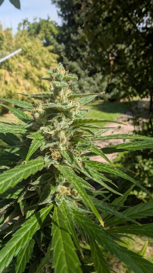 Auto Super Skunk - Outdoor. Week 9
