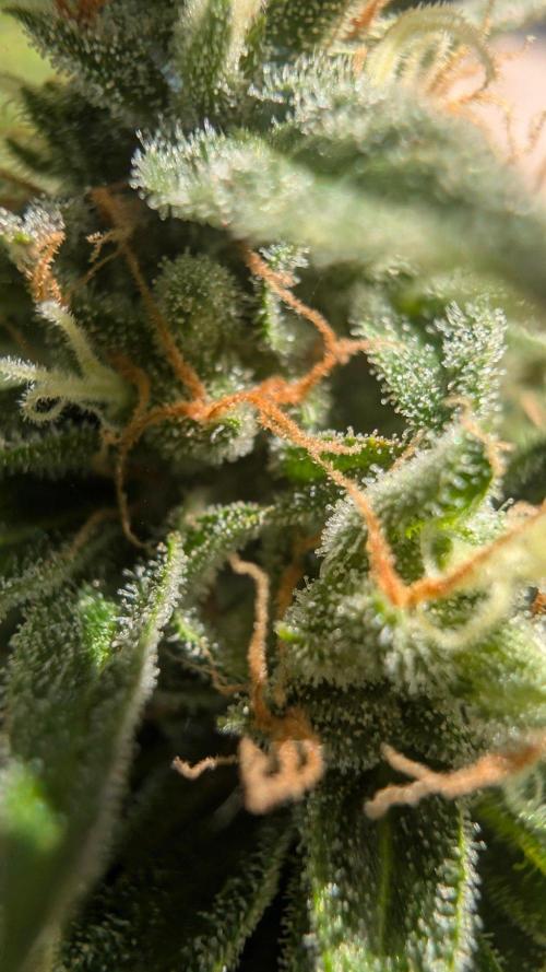 Auto Super Skunk - Outdoor. Week 9
