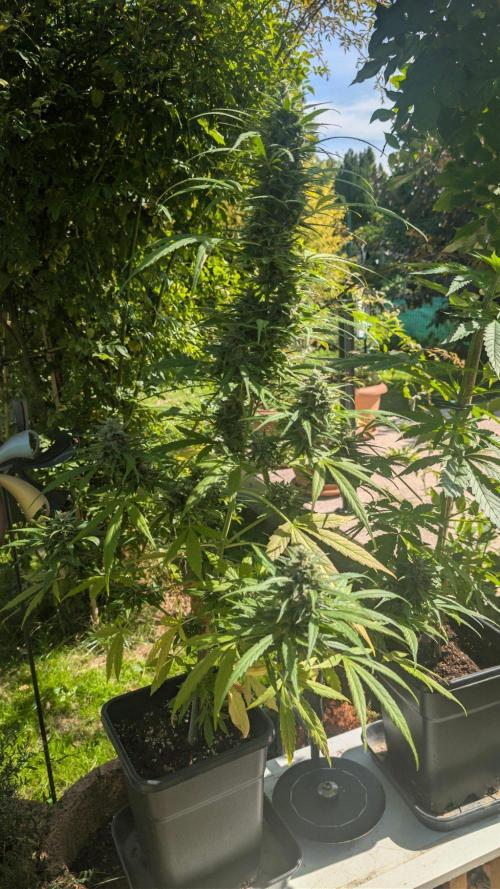 Auto Super Skunk - Outdoor. Week 9