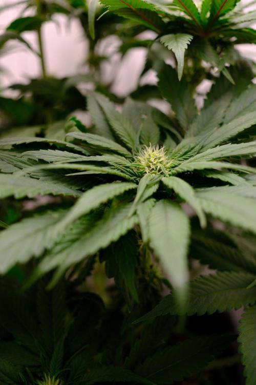 Golosa - Contest Grow - Delicious Seeds. Week 6