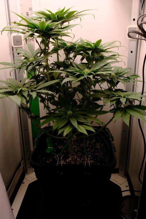 Golosa - Contest Grow - Delicious Seeds. Week 6