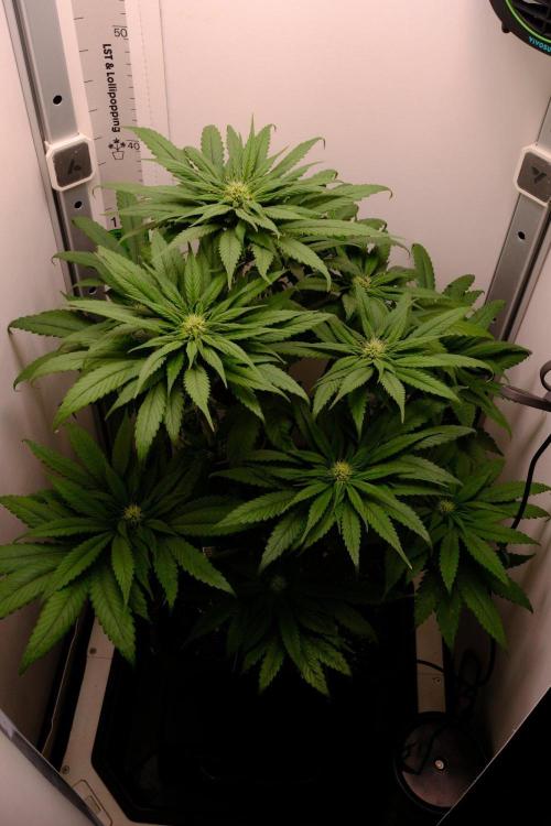 Golosa - Contest Grow - Delicious Seeds. Week 6