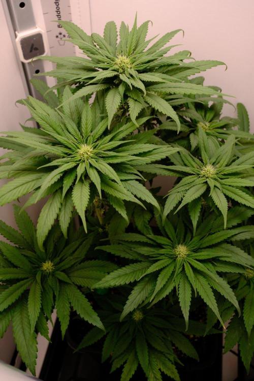 Golosa - Contest Grow - Delicious Seeds. Week 6