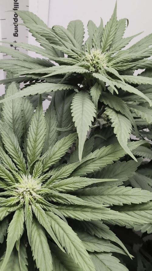 Golosa - Contest Grow - Delicious Seeds
