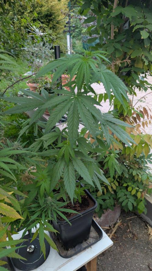 Sunset Sherbet - Living Soil Kompost. Week 5