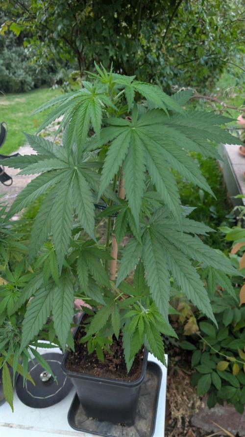 Sunset Sherbet - Living Soil Kompost. Week 5