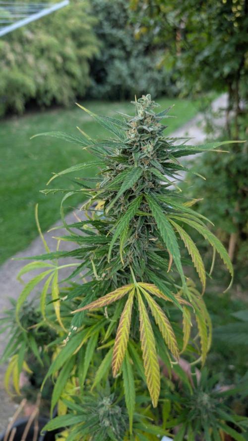 Auto Super Skunk - Outdoor. Week 10