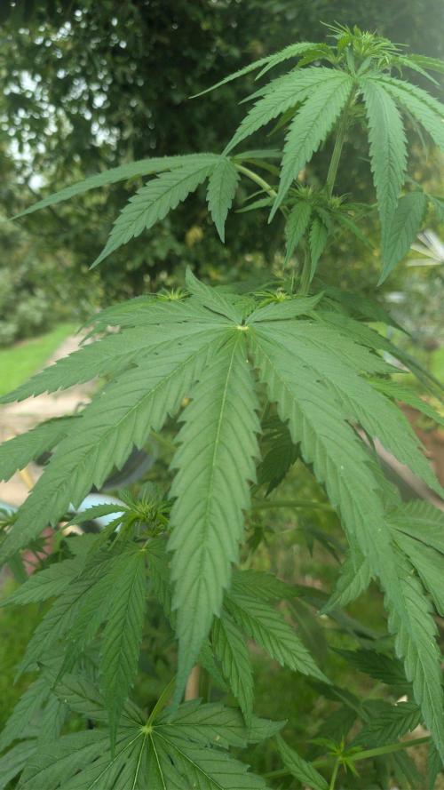 Sunset Sherbet - Living Soil Kompost. Week 6