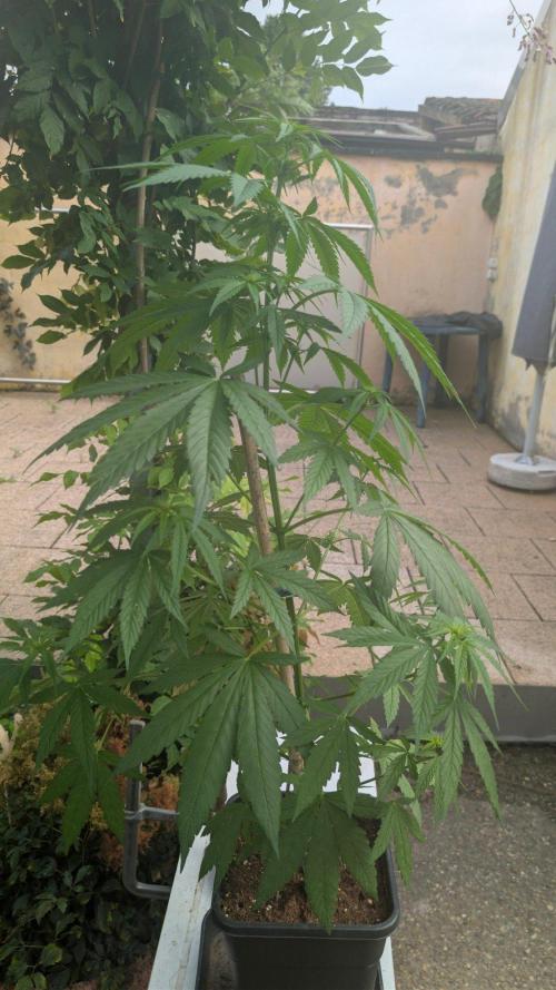 Sunset Sherbet - Living Soil Kompost. Week 6