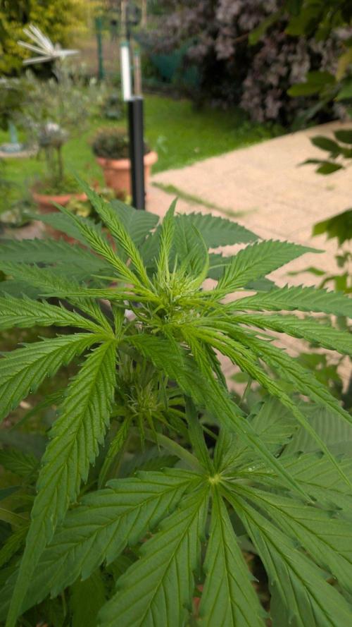 Sunset Sherbet - Living Soil Kompost. Week 6