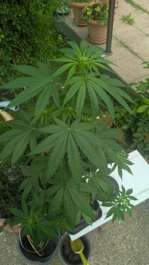 Sunset Sherbet - Living Soil Kompost. Week 6