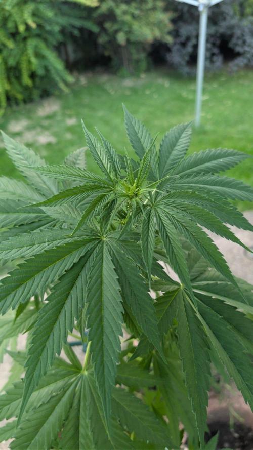 Sunset Sherbet - Living Soil Kompost. Week 6