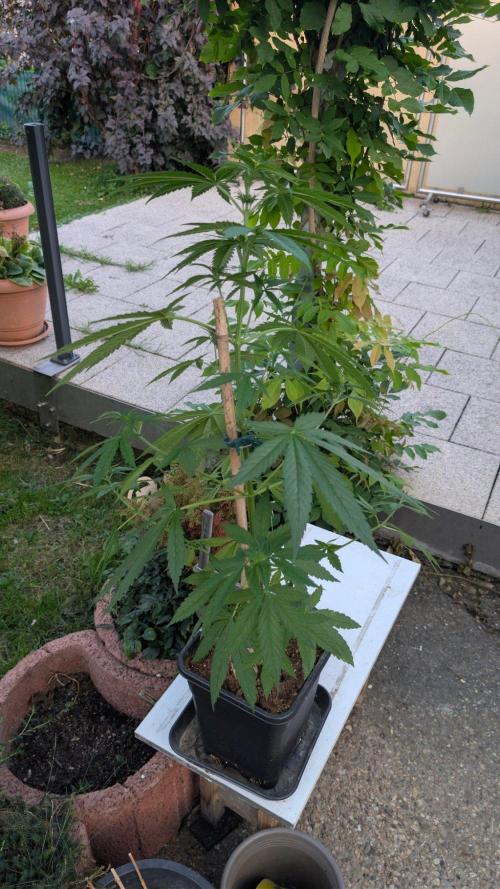 Sunset Sherbet - Living Soil Kompost. Week 6