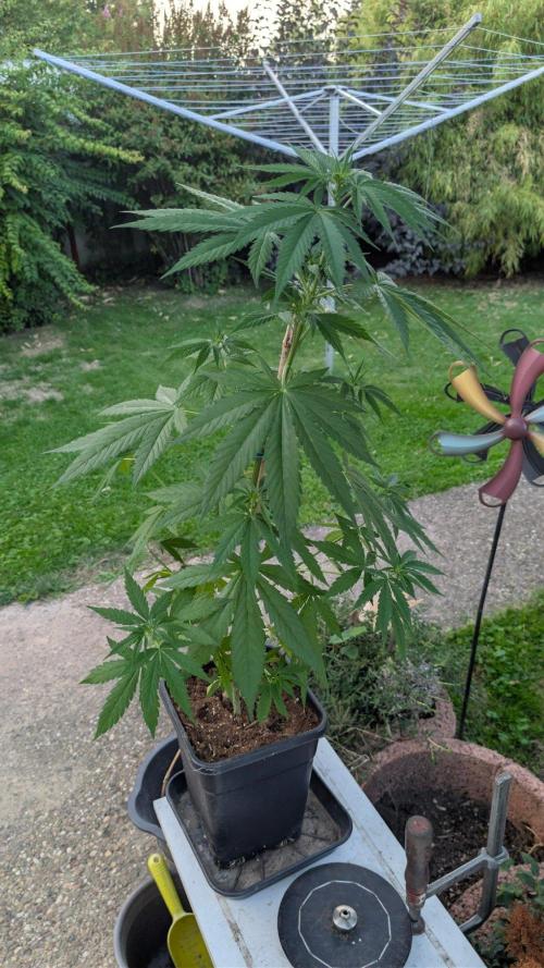 Sunset Sherbet - Living Soil Kompost. Week 6