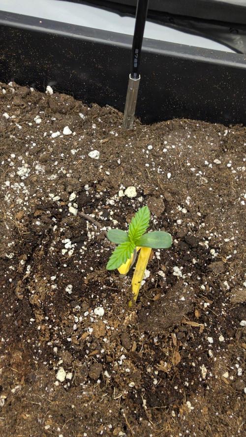Papaya Sour Spritz - Green House Seeds. Week 0