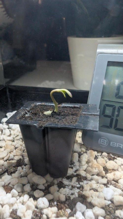 Papaya Sour Spritz - Green House Seeds. Week 0