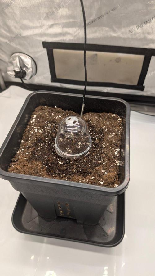 Papaya Sour Spritz - Green House Seeds. Week 0