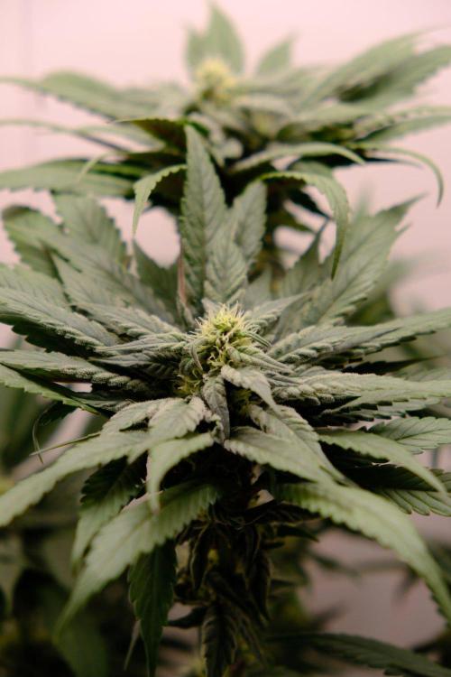 Golosa - Contest Grow - Delicious Seeds. Week 7