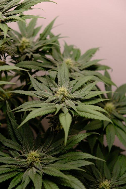 Golosa - Contest Grow - Delicious Seeds. Week 7