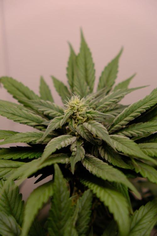 Golosa - Contest Grow - Delicious Seeds. Week 7