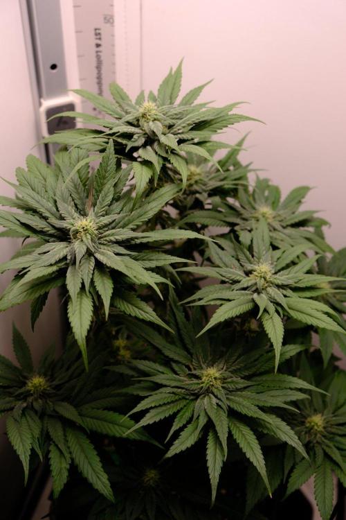 Golosa - Contest Grow - Delicious Seeds. Week 7