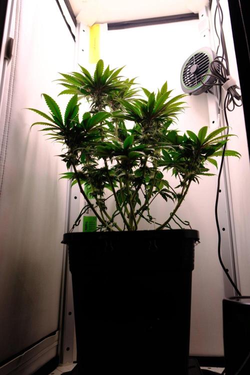 Golosa - Contest Grow - Delicious Seeds. Week 7