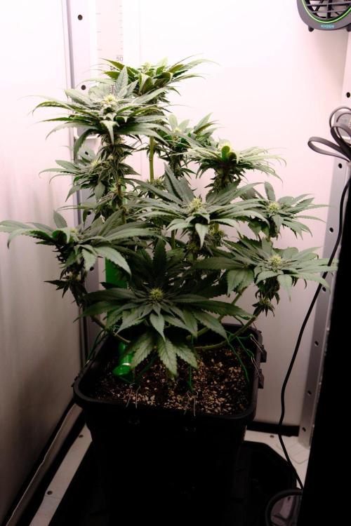 Golosa - Contest Grow - Delicious Seeds. Week 7