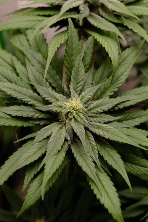 Golosa - Contest Grow - Delicious Seeds. Week 7