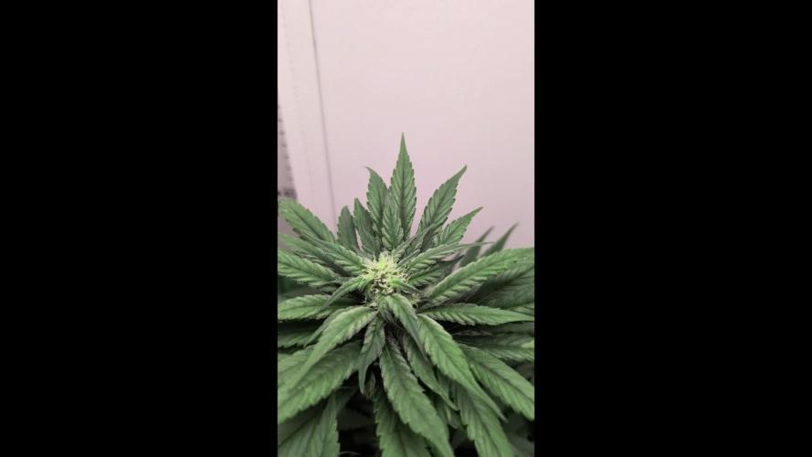 Golosa - Contest Grow - Delicious Seeds