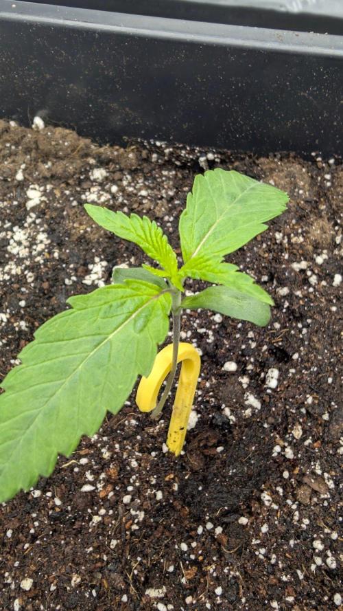 Papaya Sour Spritz - Green House Seeds. Week 1