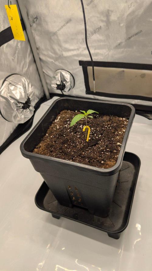Papaya Sour Spritz - Green House Seeds. Week 1