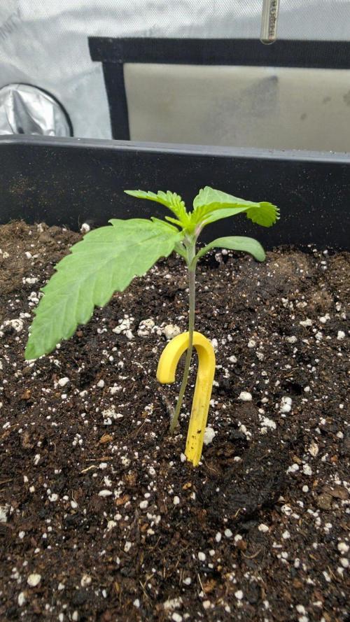 Papaya Sour Spritz - Green House Seeds. Week 1