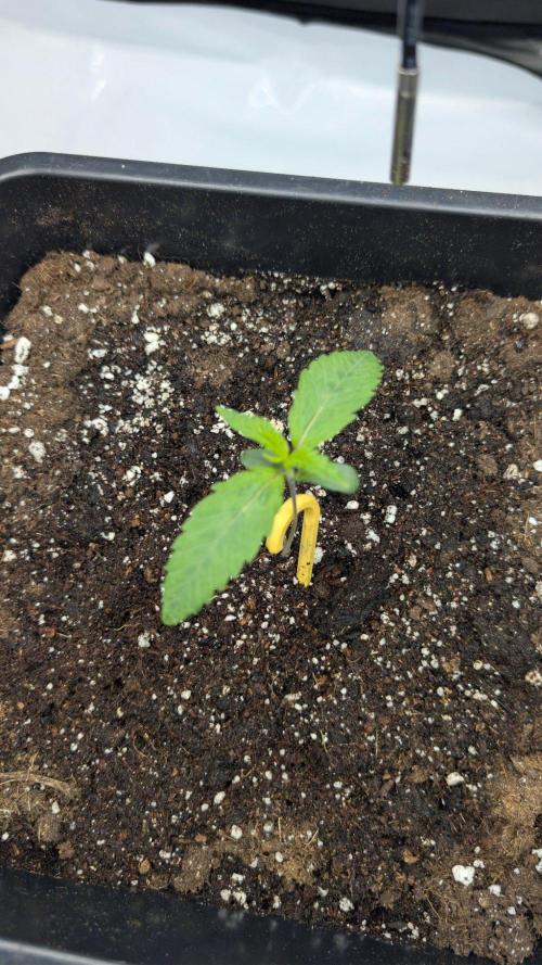 Papaya Sour Spritz - Green House Seeds. Week 1