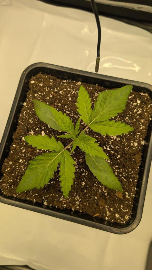 Papaya Sour Spritz - Green House Seeds. Week 1