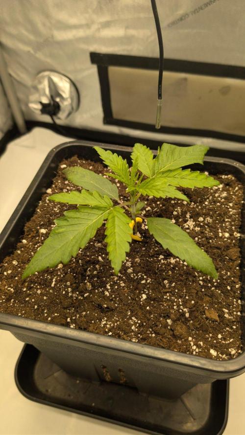 Papaya Sour Spritz - Green House Seeds. Week 1