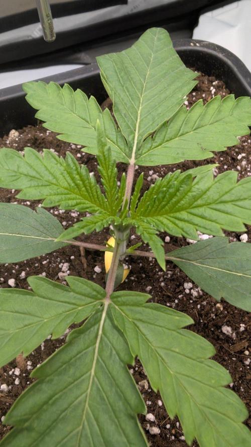 Papaya Sour Spritz. Week 1