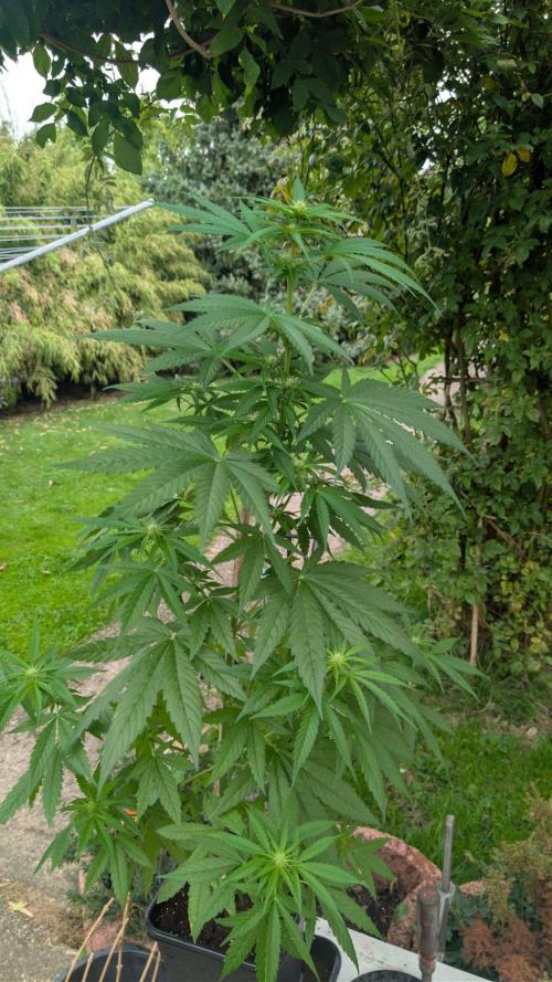 Sunset Sherbet - Living Soil Kompost. Week 7