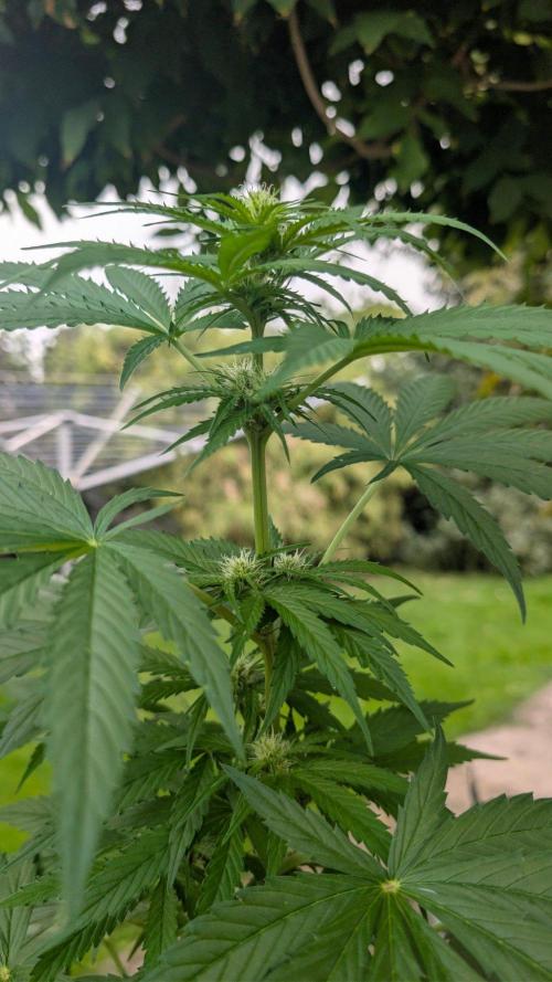 Sunset Sherbet - Living Soil Kompost. Week 7
