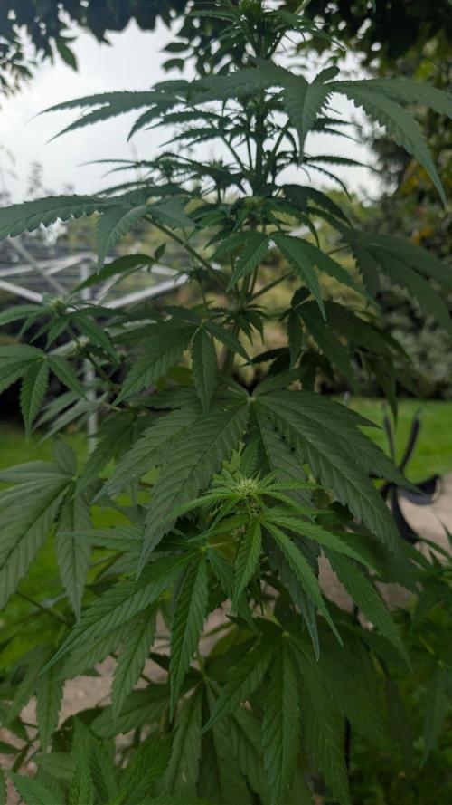 Sunset Sherbet - Living Soil Kompost. Week 7