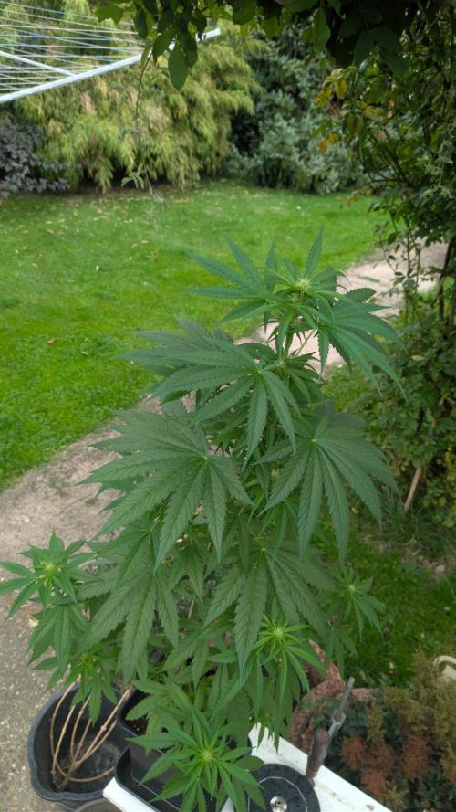 Sunset Sherbet - Living Soil Kompost. Week 7