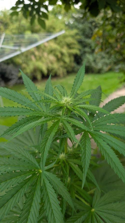 Sunset Sherbet - Living Soil Kompost. Week 7