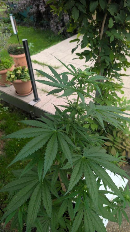 Sunset Sherbet - Living Soil Kompost. Week 7