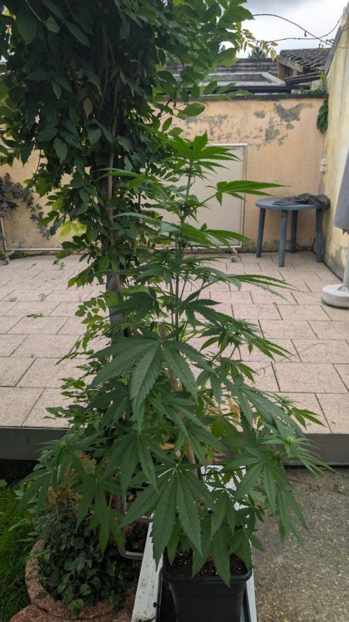 Sunset Sherbet - Living Soil Kompost. Week 7