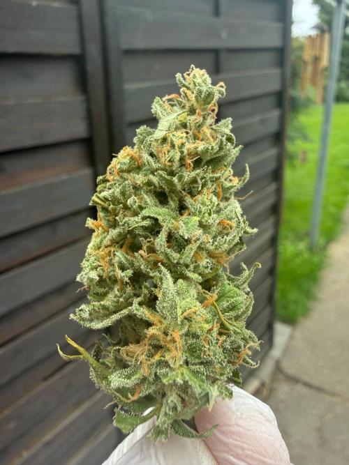 Auto Super Skunk - Outdoor. Week 10
